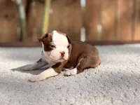 Duke, a male Boston Terrier for sale in Kentwood, LA – 3 of 4