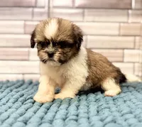 Sassy, a female Shih Tzu for sale in Kentwood, LA – 2 of 3