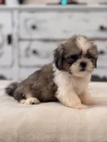 Nash, a male Shih Tzu for sale in Kentwood, LA – 4 of 6