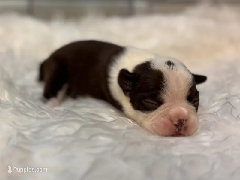 Sassy  – Boston Terrier puppy for sale in Kentwood, LA