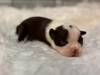 Sassy , a female Boston Terrier for sale in Kentwood, LA – 1 of 6