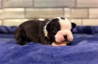 Max , a male Boston Terrier for sale in Kentwood, LA – 3 of 4