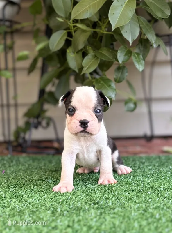 Aster – Boston Terrier puppy for sale in Kentwood, LA