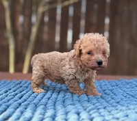 Louie, a male Poodle - Toy  for sale in Kentwood, LA – 2 of 3
