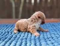 Teddy , a male Poodle - Toy  for sale in Kentwood, LA – 5 of 6