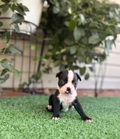 Petunia , a female Boston Terrier for sale in Kentwood, LA – 8 of 8