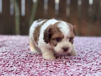 Charlie , a male Shihpoo for sale in Kentwood, LA – 4 of 4