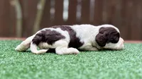 Sassy, a female Cockapoo for sale in Kentwood, LA – 3 of 5
