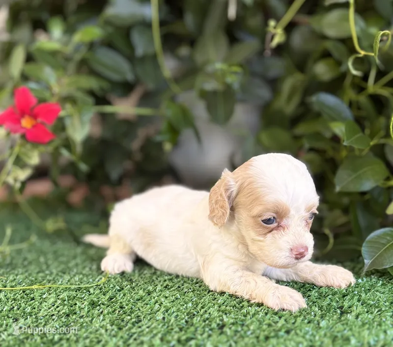 Chloe – Cockapoo puppy for sale in Kentwood, LA
