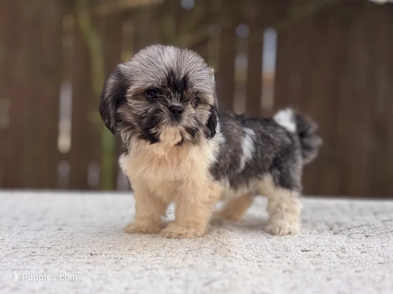 Peaches  – Shih Tzu puppy for sale in Kentwood, LA