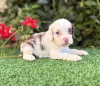 Milo , a male Cockapoo for sale in Kentwood, LA – 4 of 6