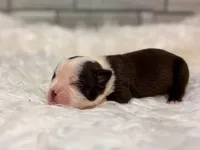 Bella, a female Boston Terrier for sale in Kentwood, LA – 5 of 5