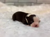 Bella, a female Boston Terrier for sale in Kentwood, LA – 3 of 5