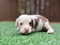 Milo , a male Cockapoo for sale in Kentwood, LA – 5 of 9
