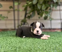 Daisy , a female Boston Terrier for sale in Kentwood, LA – 2 of 6
