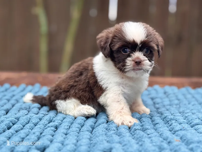 Lily  – Shih Tzu puppy for sale in Kentwood, LA