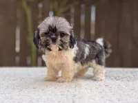 Peaches , a female Shih Tzu for sale in Kentwood, LA – 2 of 8