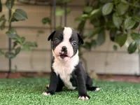 Petunia , a female Boston Terrier for sale in Kentwood, LA – 7 of 8