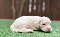 Butterbean , a male Cockapoo for sale in Kentwood, LA – 4 of 4