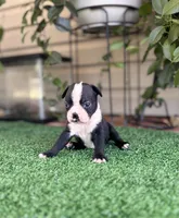 Petunia , a female Boston Terrier for sale in Kentwood, LA – 2 of 8
