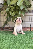 Aster, a male Boston Terrier for sale in Kentwood, LA – 7 of 8