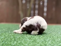 Nash, a male Cockapoo for sale in Kentwood, LA – 6 of 8