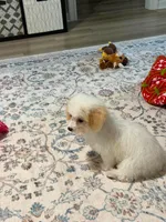 Teddy , a male Maltipoo for sale in Kentwood, LA – 5 of 7