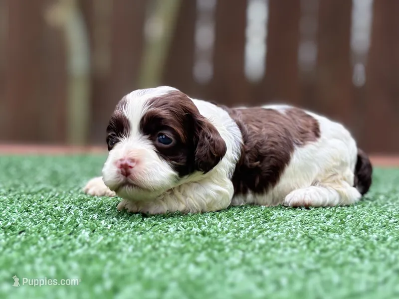 Tinkerbell – Cockapoo puppy for sale in Kentwood, LA