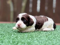 Tinkerbell, a female Cockapoo for sale in Kentwood, LA – 1 of 7