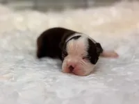 Bella, a female Boston Terrier for sale in Kentwood, LA – 4 of 5