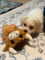 Teddy , a male Maltipoo for sale in Kentwood, LA – 3 of 7