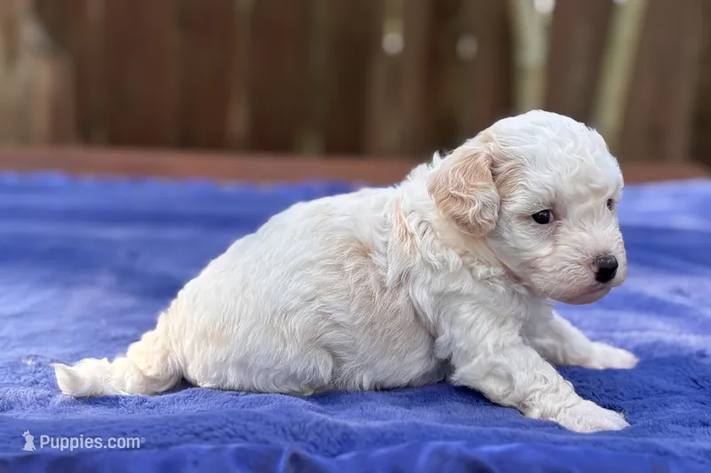 Jasper – Maltipoo puppy for sale in Kentwood, LA