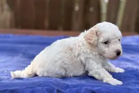 Jasper, a male Maltipoo for sale in Kentwood, LA – 1 of 3