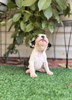 Aster, a male Boston Terrier for sale in Kentwood, LA – 8 of 8