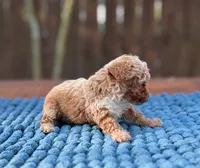 Teddy , a male Poodle - Toy  for sale in Kentwood, LA – 3 of 6