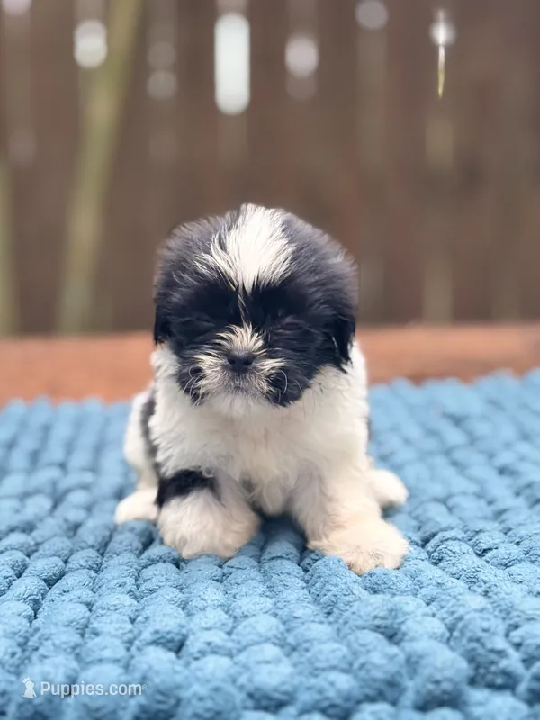 Bella – Shih Tzu puppy for sale in Kentwood, LA