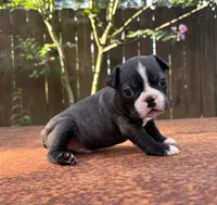 Bruno , a male Boston Terrier for sale in Kentwood, LA – 4 of 6
