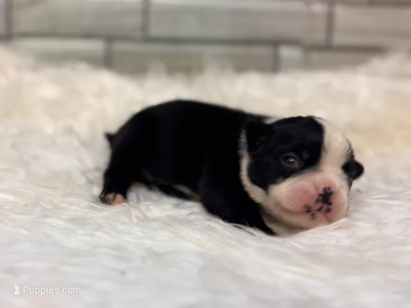 Piper  – Boston Terrier puppy for sale in Kentwood, LA