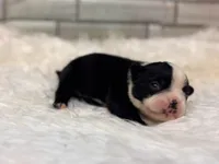Piper , a female Boston Terrier for sale in Kentwood, LA – 1 of 3