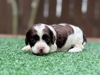 Tinkerbell, a female Cockapoo for sale in Kentwood, LA – 3 of 7
