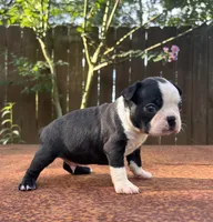 Max , a male Boston Terrier for sale in Kentwood, LA – 3 of 4