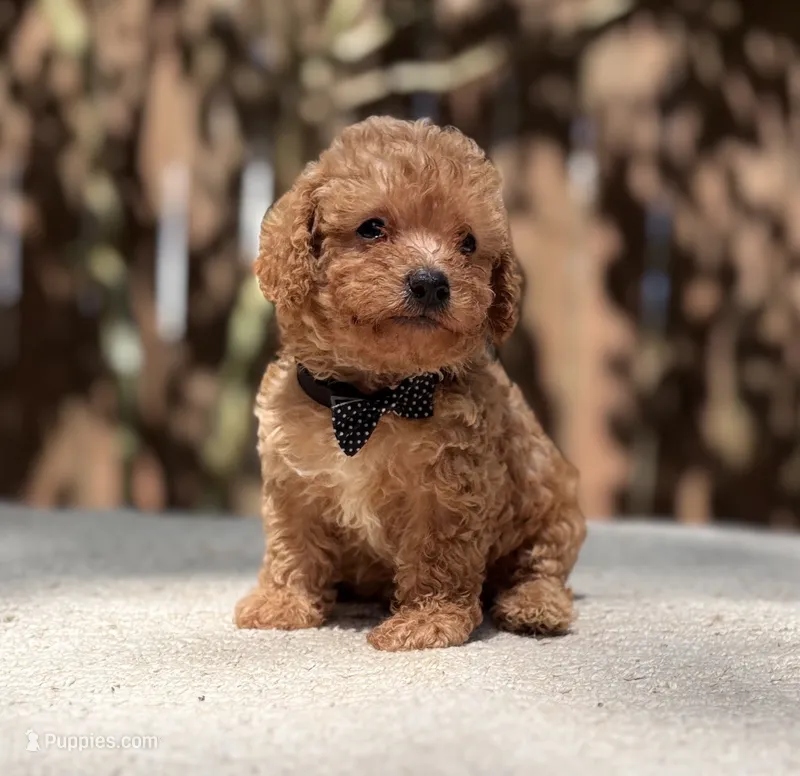 Louie – Poodle - Toy  puppy for sale in Kentwood, LA