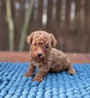 Bentley , a male Poodle - Toy  for sale in Kentwood, LA – 2 of 3