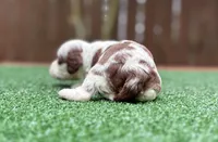 Milo , a male Cockapoo for sale in Kentwood, LA – 8 of 9