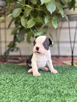 Aster, a male Boston Terrier for sale in Kentwood, LA – 5 of 8