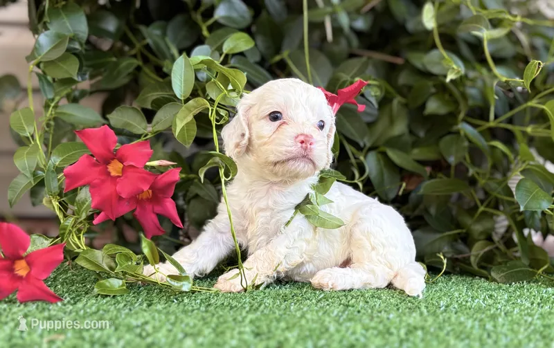 Butterbean  – Cockapoo puppy for sale in Kentwood, LA