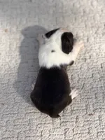 Jasper , a male Boston Terrier for sale in Kentwood, LA – 4 of 4