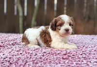 Charlie , a male Shihpoo for sale in Kentwood, LA – 3 of 4