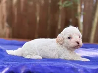 Frankie, a male Maltipoo for sale in Kentwood, LA – 5 of 6