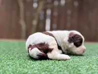Nash, a male Cockapoo for sale in Kentwood, LA – 1 of 8